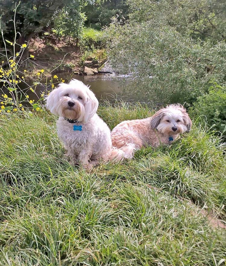 Meet Ron and Reg