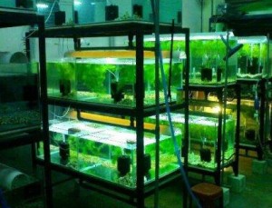 Aquariums - Setting Up The Breeding Tank