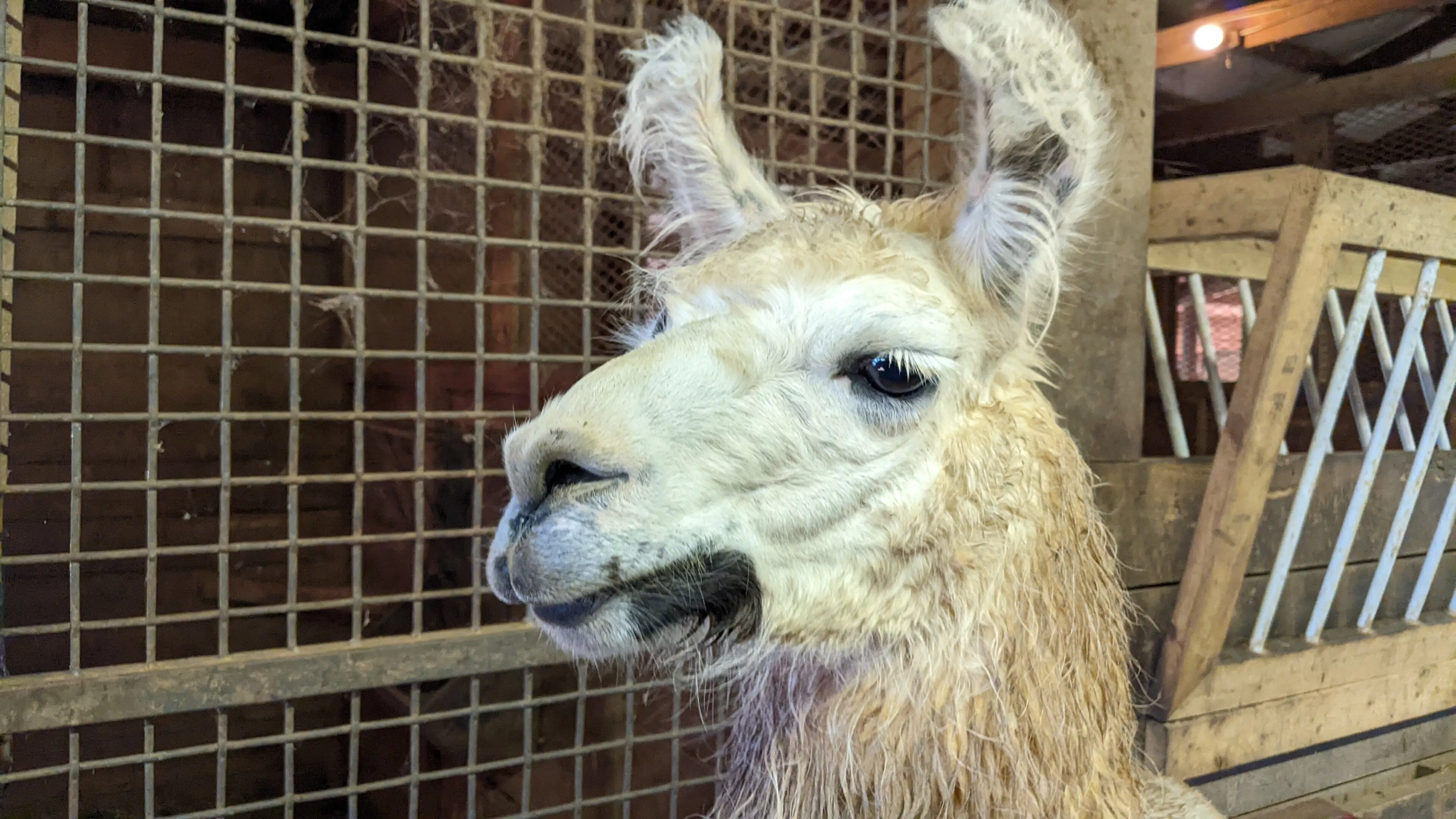 A photo of a llama named Hushabye in a barn next to a gate