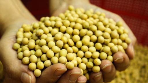 Vietnam: Insights into the soybean industry