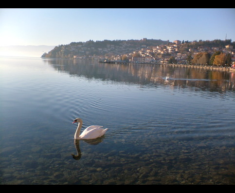 Ohrid Swans 4