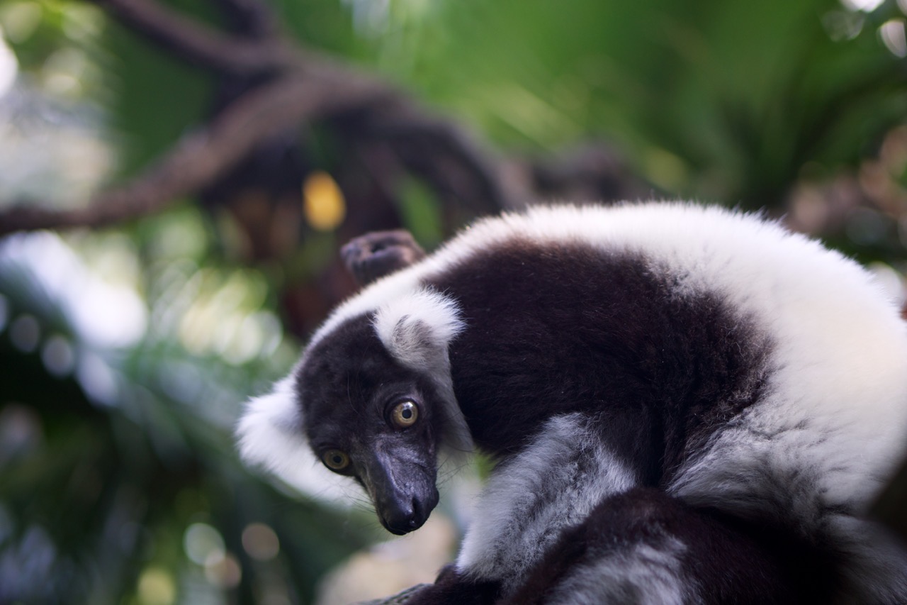 Singapore Zoo lemur