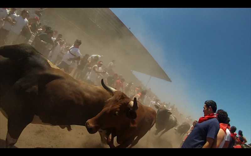 Closest the bulls got to me