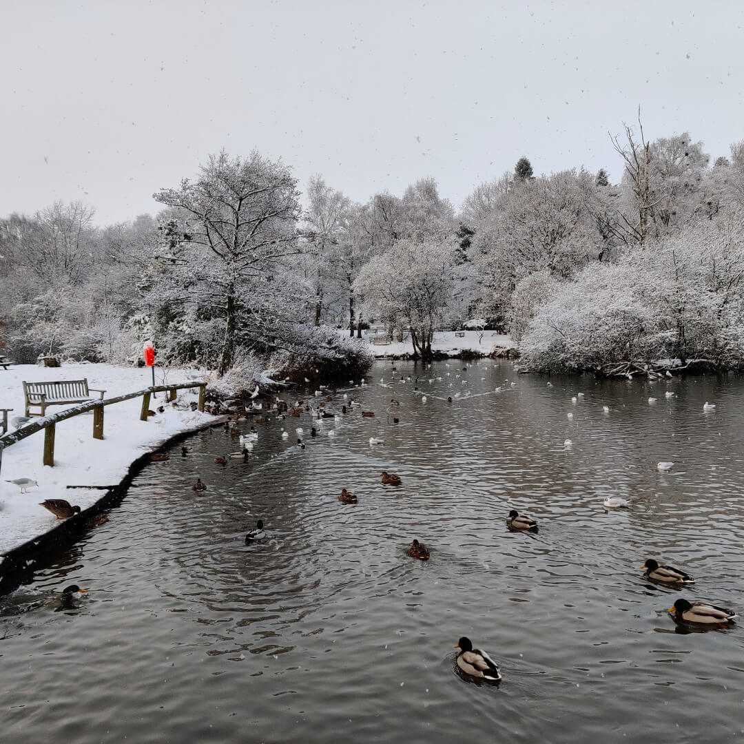 Golden Acre Park lake in the snow