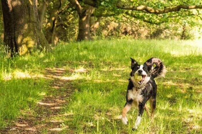 Dog running back and returning the ball