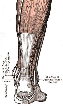 "Plantar