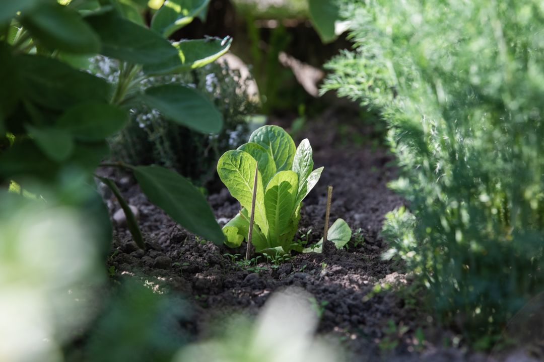 Young lettuce in a sunny garden