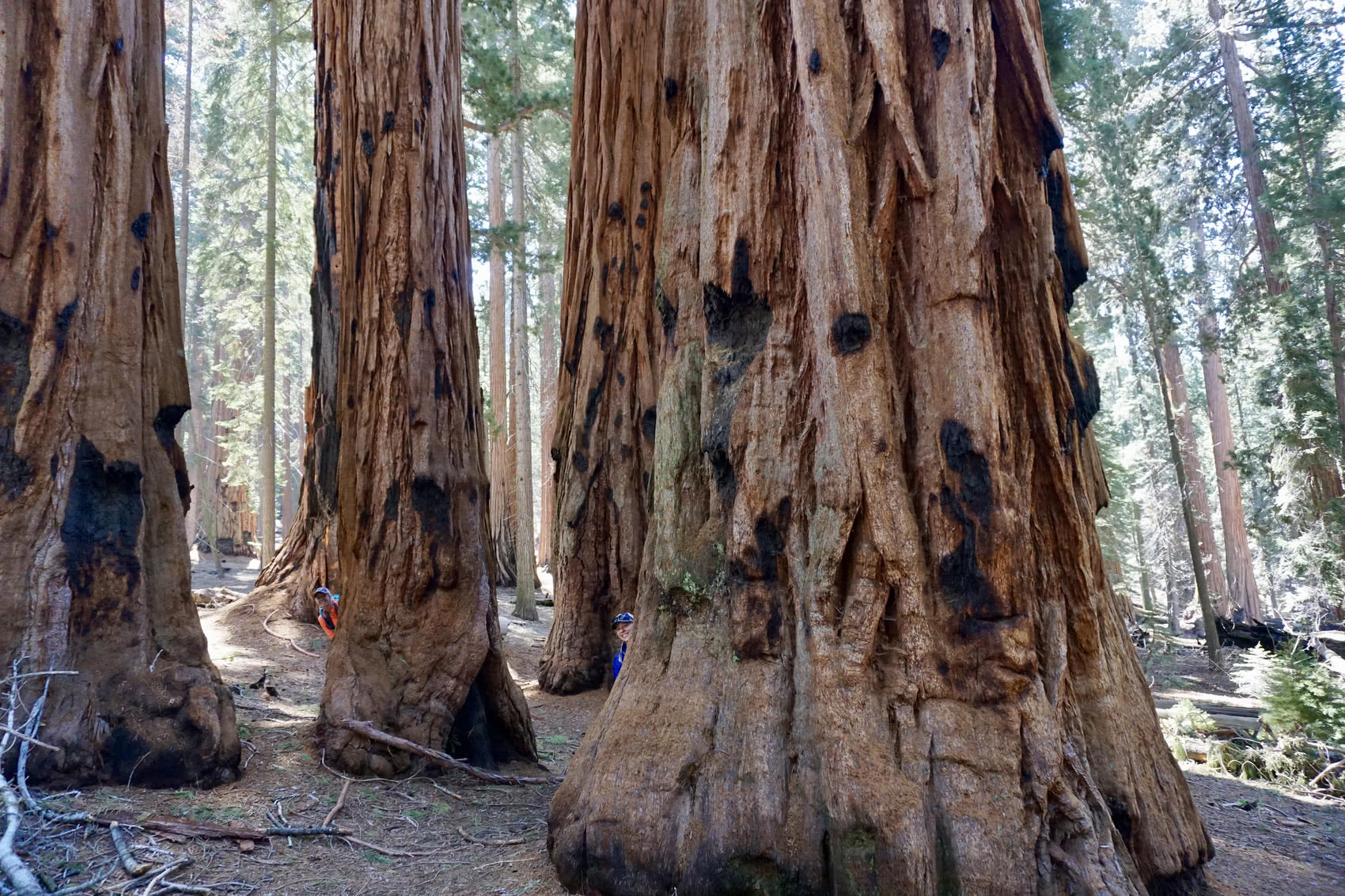 Congress Trail trees