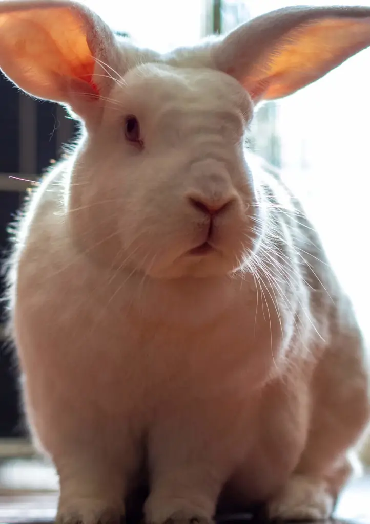 new-zealando rabbit
