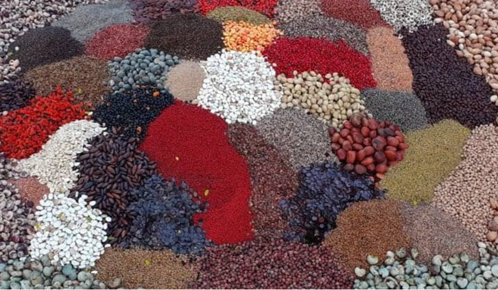 Photo: Various seeds gathered from native tree species in Minas Gerais