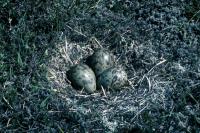 A nest of three Whimbrel eggs