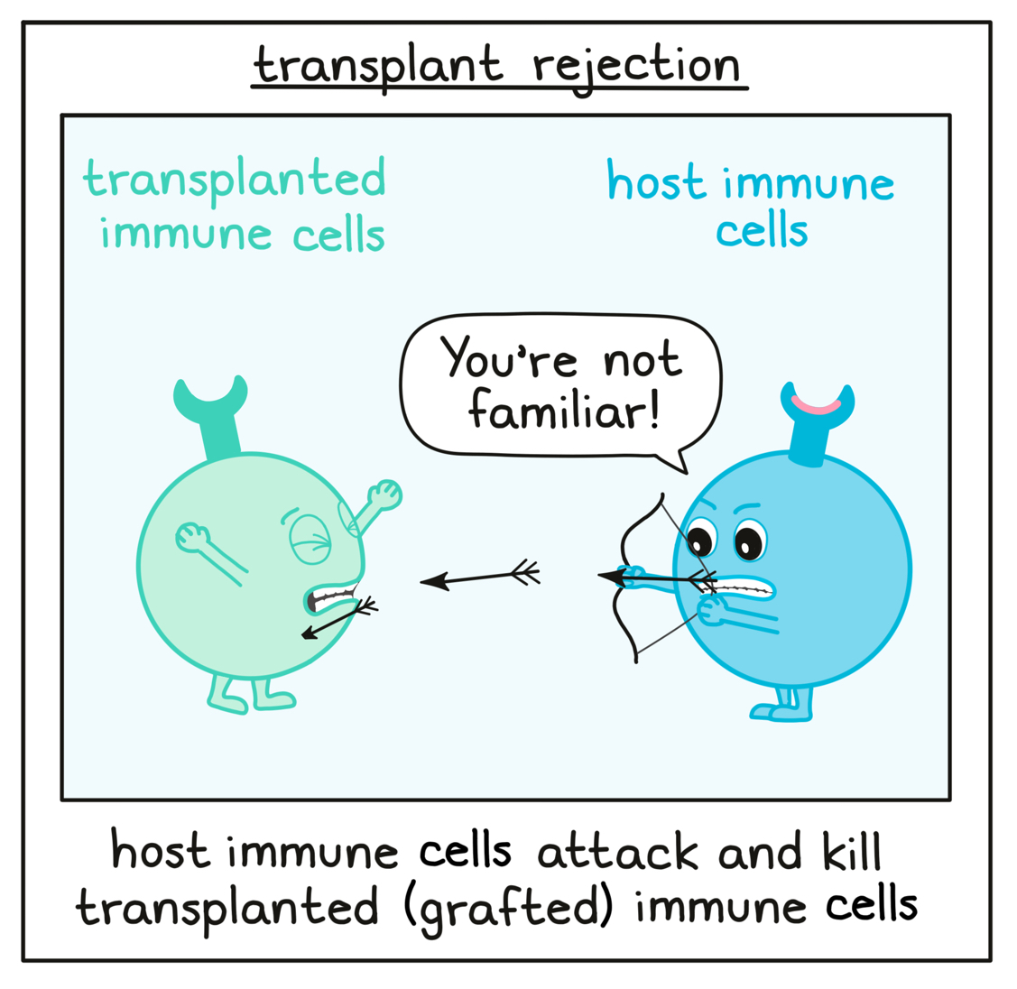 Illustration showing host immune cells attacking and killing grafted immune cells