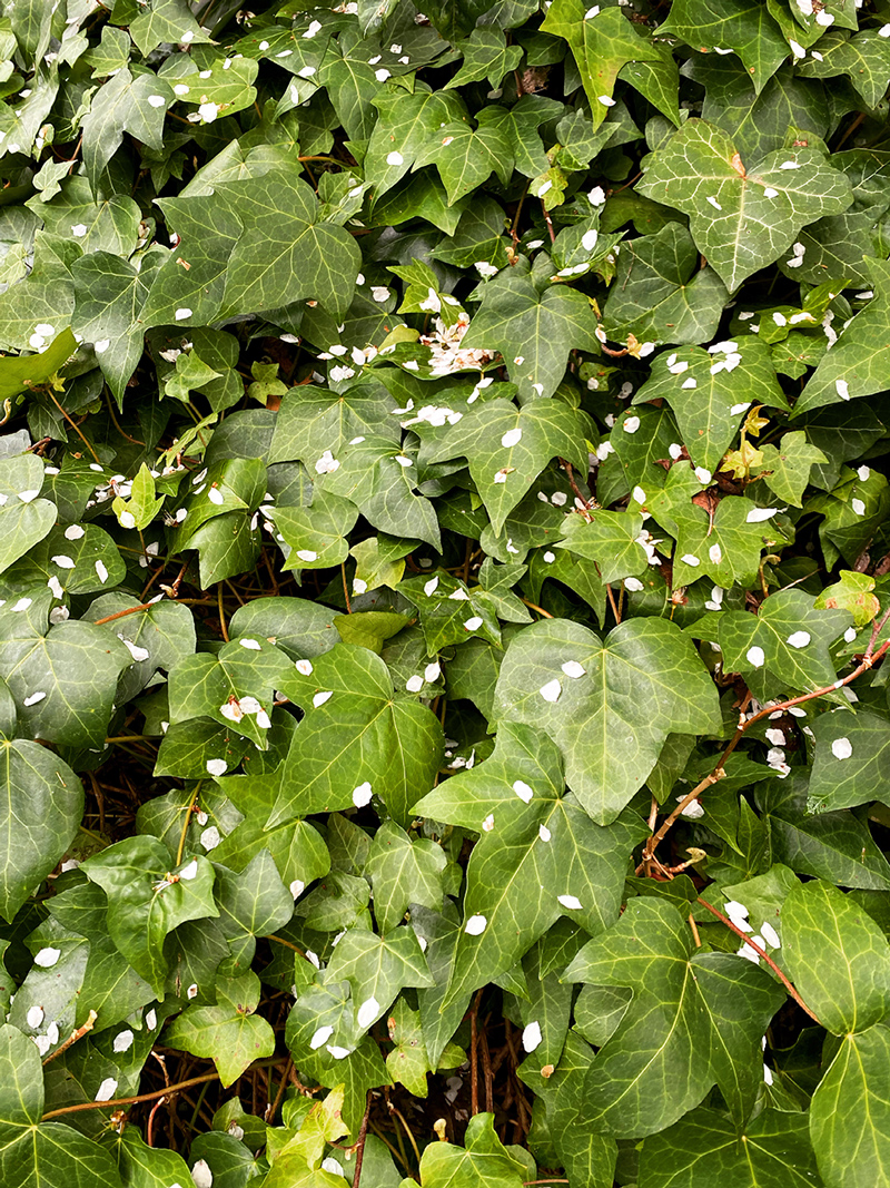 The whole frame is full of deep green ivy, upon which are sprinkled pale pink petals