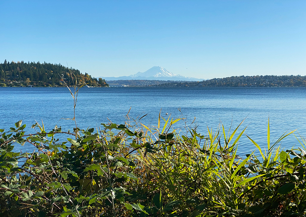 Mt. Rainier, a snowy mountain, as glimpsed behind two hills full of trees, blue lake water, and in the foreground, a tangle of bushes.