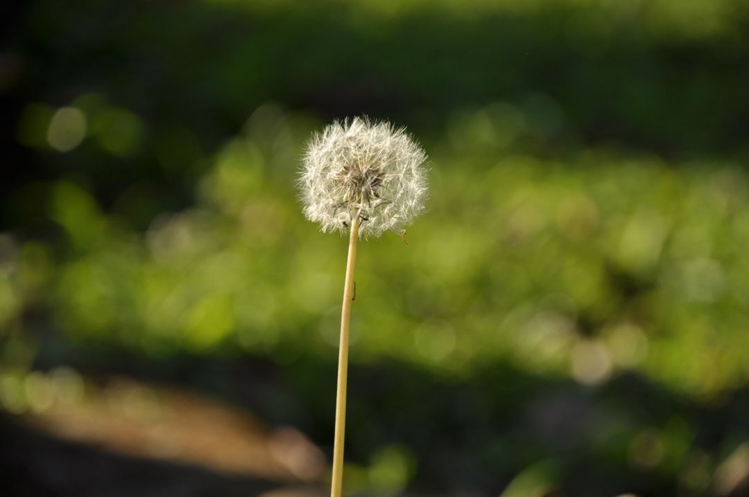 Dandelion head with seeds