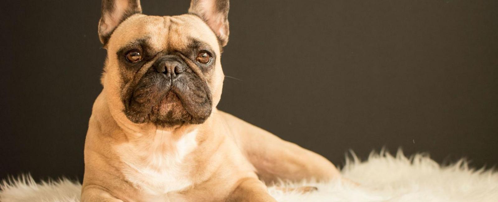 Why Do French Bulldogs Fart so Much?