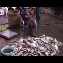 China Fish Markets 22
