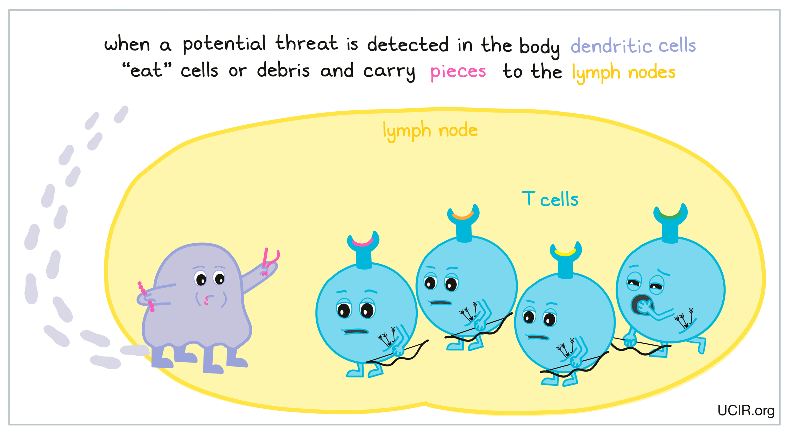 T cell activation