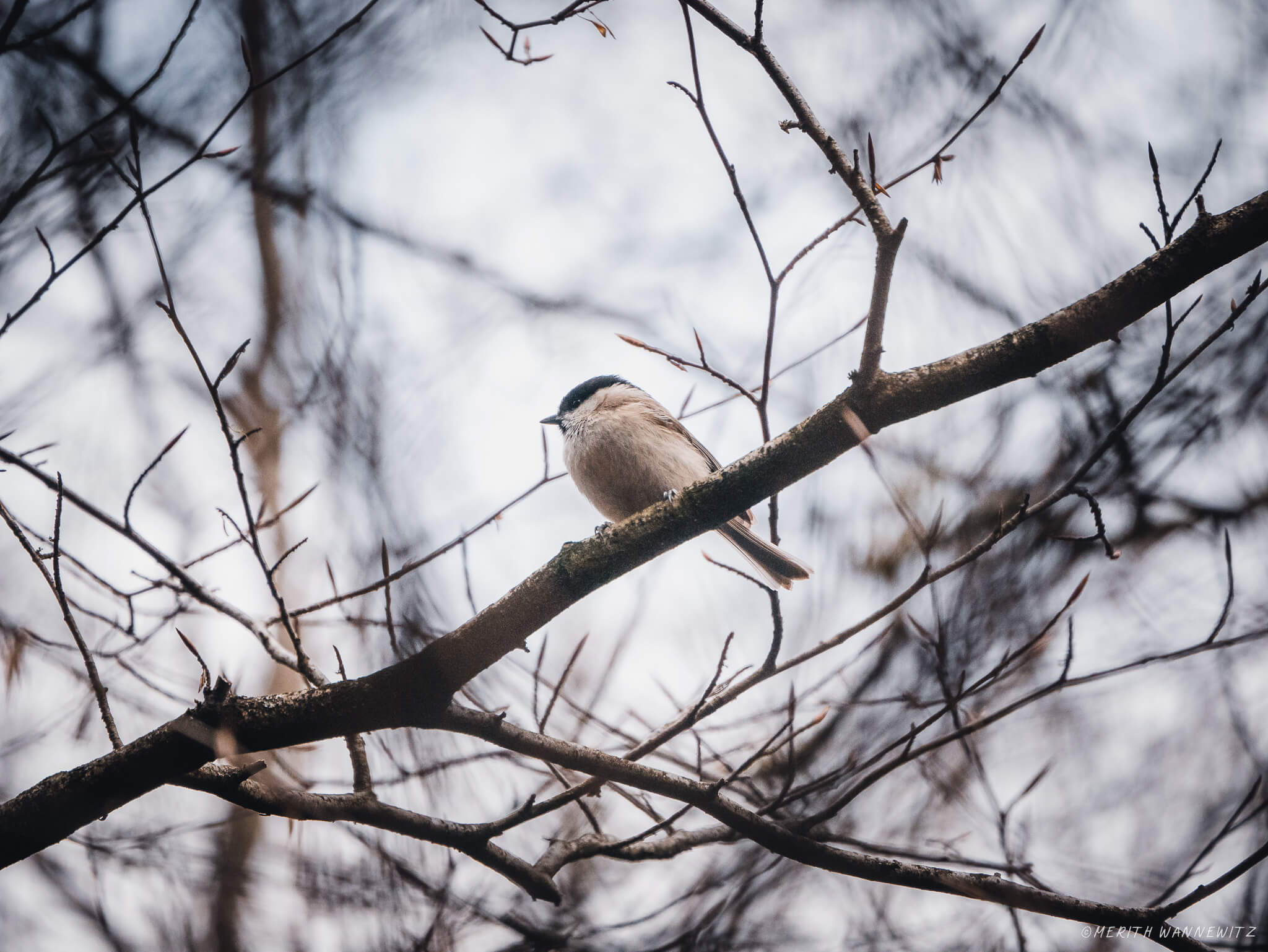 Marsh tit between tree branches.