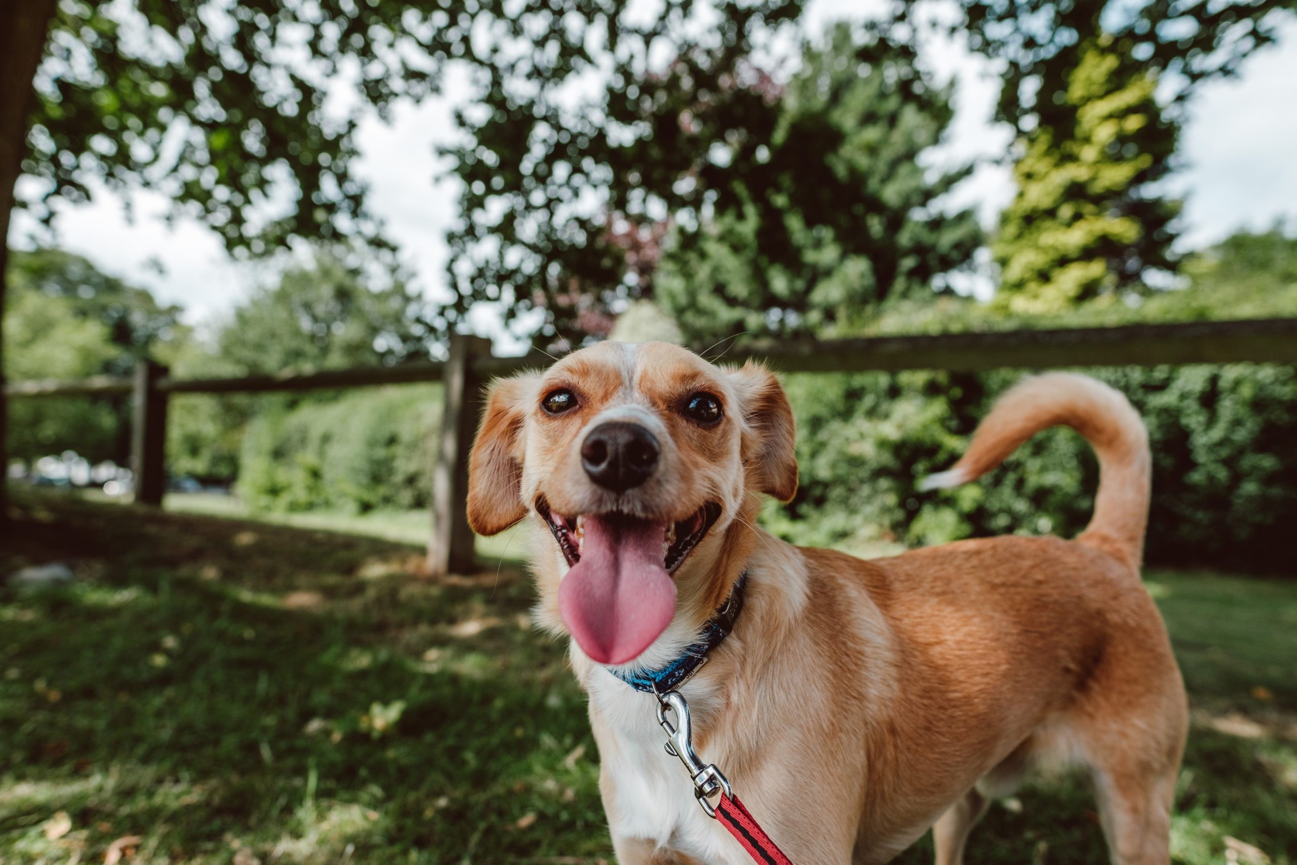 Borrow My Doggy Frequently Asked Questions Chris & Suze Go Walkies