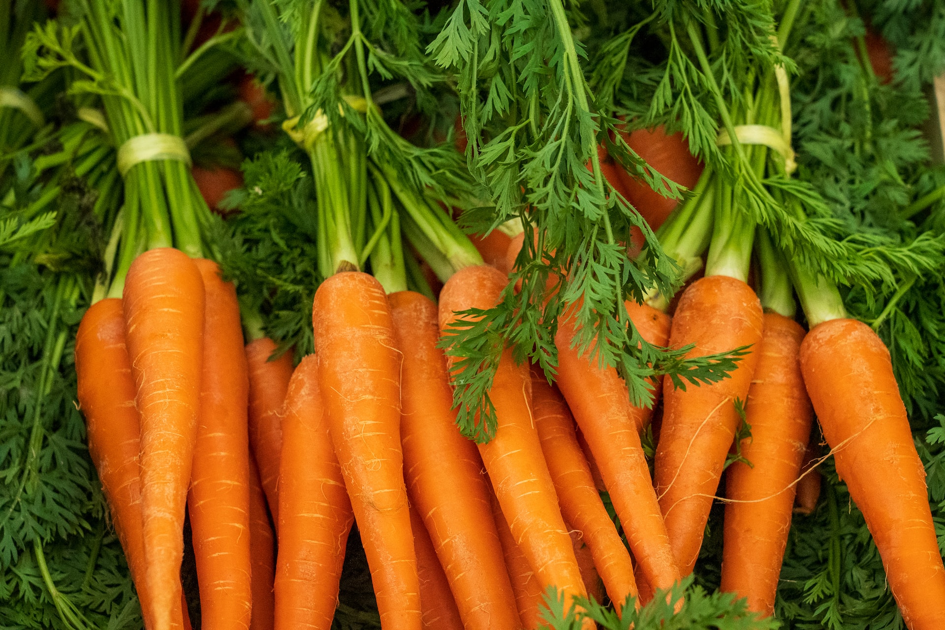 Can Dogs Eat Carrots? Read before you feed!