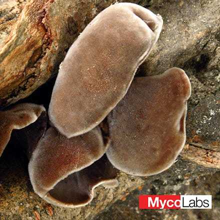 Wood Ear Mushroom (Auricularia polytricha)