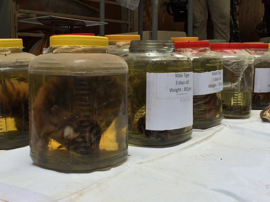 Pickled Tigers from Kanchanaburi, via Richart Miyer