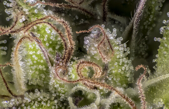 Cannabis Close Up Macro Cannabis Close Up Macro
