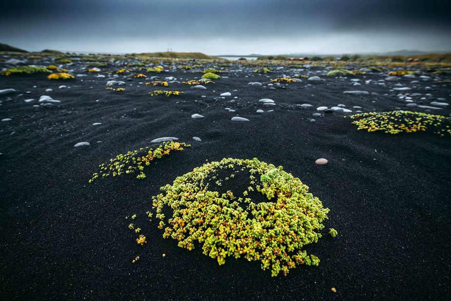 Schwarzer Sandstrand, Pflanze, Island