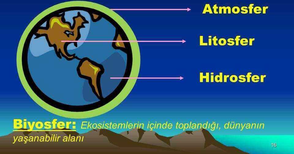 Ekosistemin Yapısı