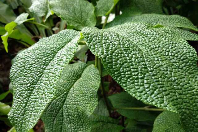 Magic Green - Singapore Botanic Gardens