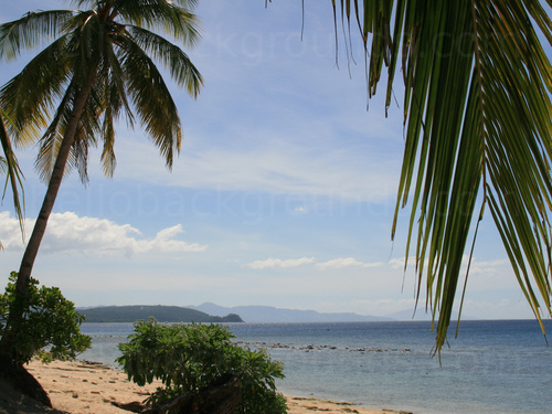 Tropical beach with palm trees and sea Zoom background
