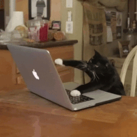 a cat typing furiously