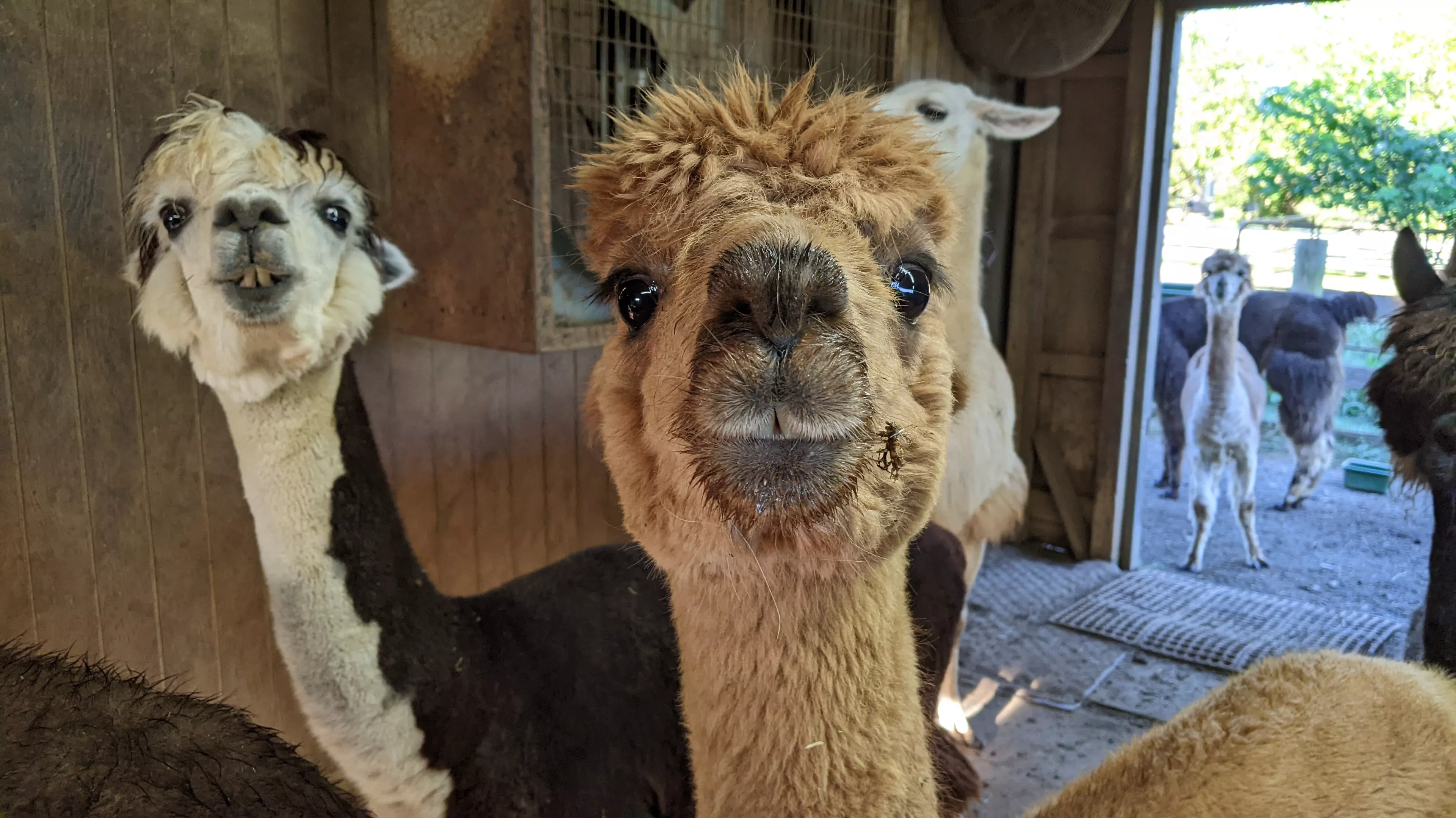 An image of an alpaca named Clare in the barn