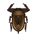 Giant Water Bug