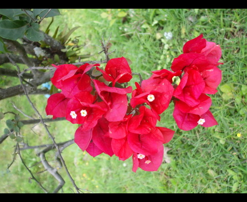 Panama Flowers 2