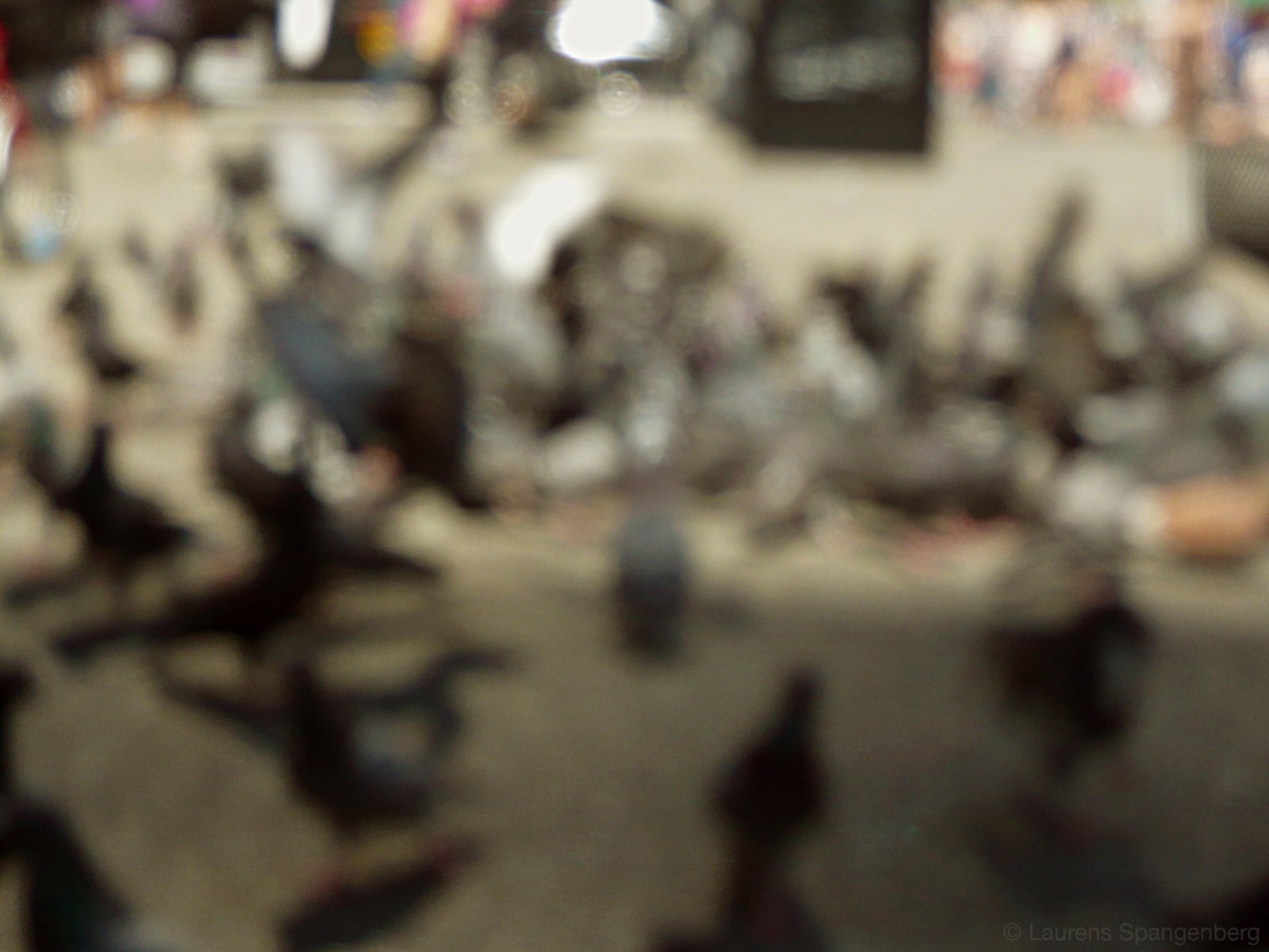 a blurry photo of birds in the street