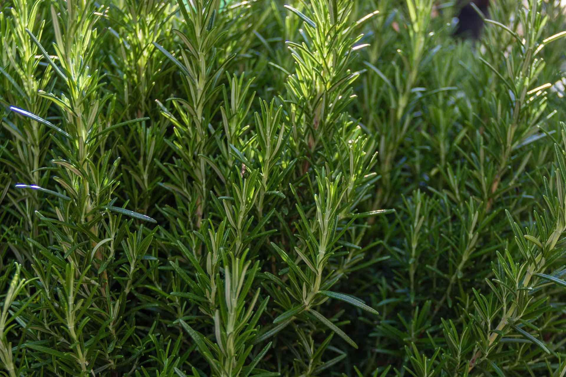 Rosemary