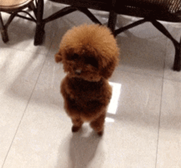 Dog dancing on two legs