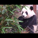 China Pandas 7