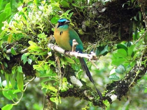 Curi-Cancha Reserve Tour Monteverde Costa Rica