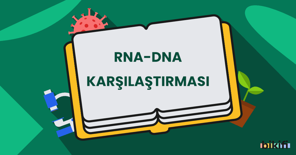 RNA – DNA Karşılaştırması