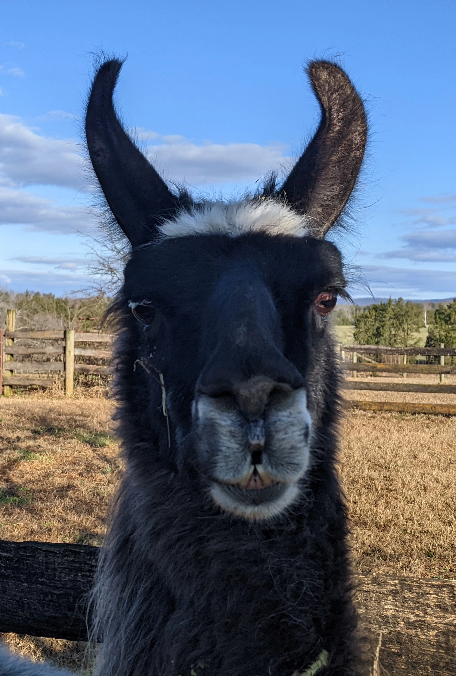 An image of a llama named Prince