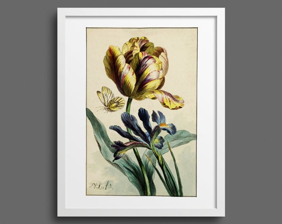 Tulip and Iris 