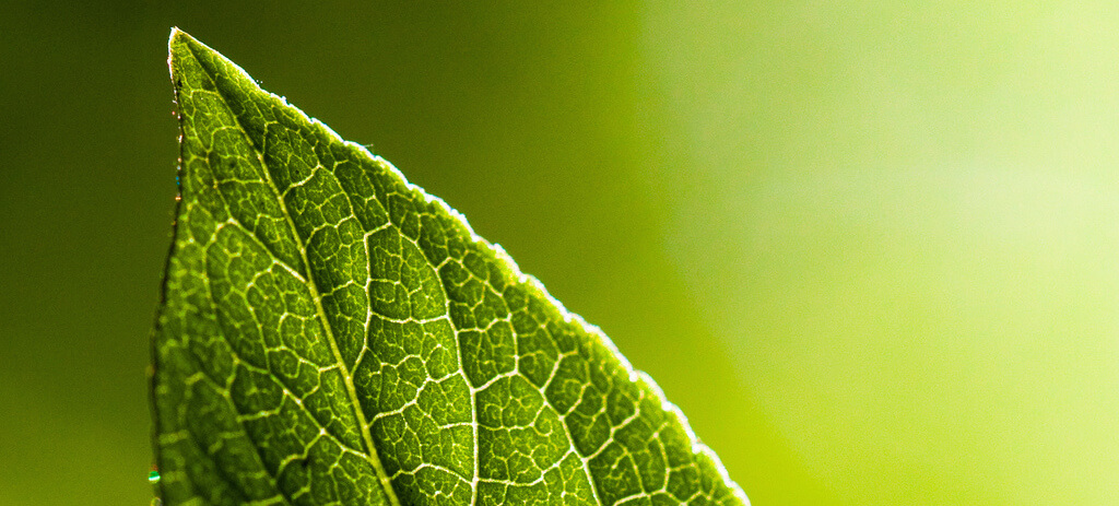 Leaf
