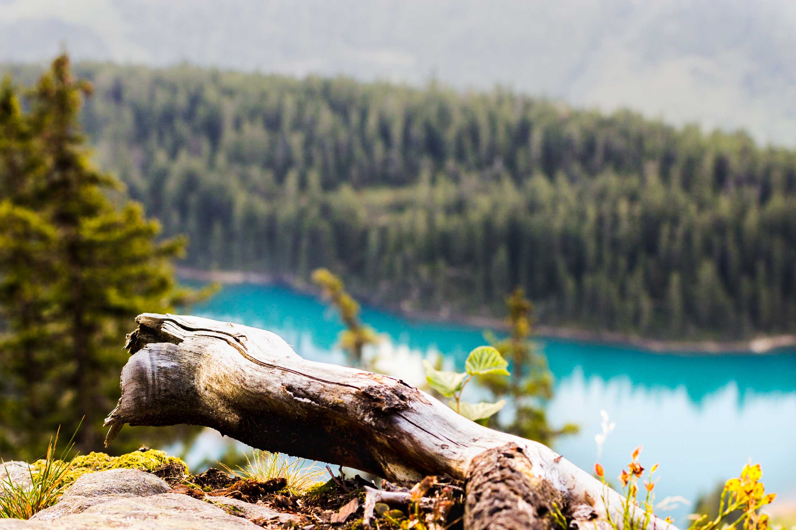 Branch of a tree with a forest and a cyan mountain lake in the background.