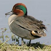 Green-Winged Teal