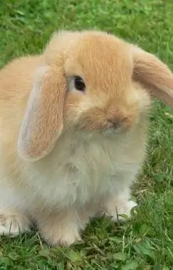 Fuzzy lop
