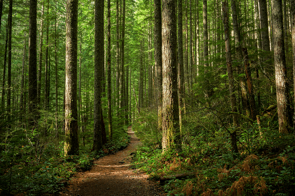 Many trees in forest represent benefits and choices with a Community Foundation donor advised fund.