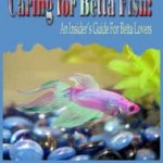 Betta Lovers Guide - Learn How to Give Your Betta a Great Life